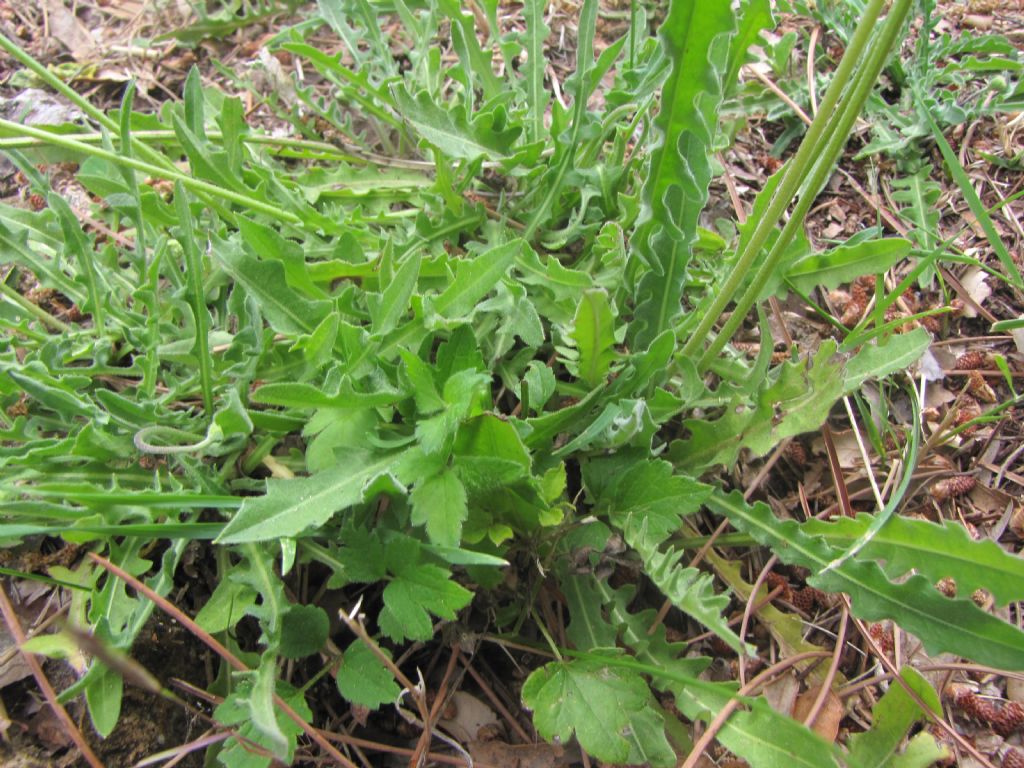 asteracea da determinare